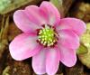 Show product details for Hepatica japonica Akane